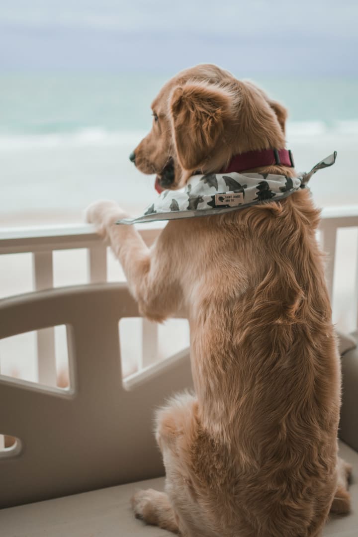 Dog on a deck overlooking the ocean